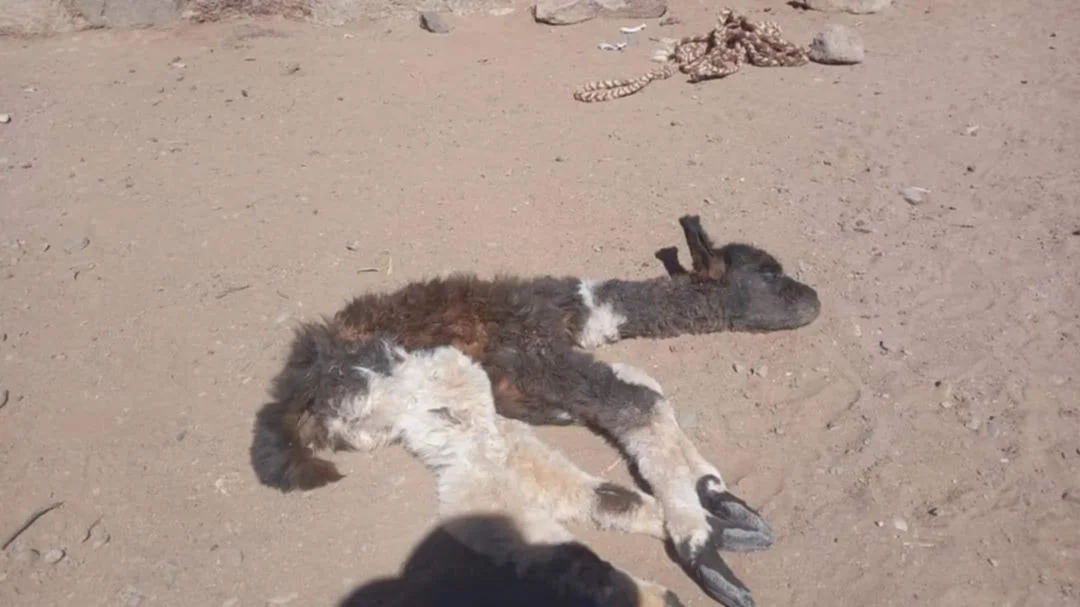 Llamas sin vida y otras agonizando por falta de agua en Potosí. Imagen RR.SS.